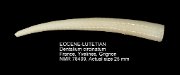 EOCENE-LUTETIAN Dentalium circinatum
